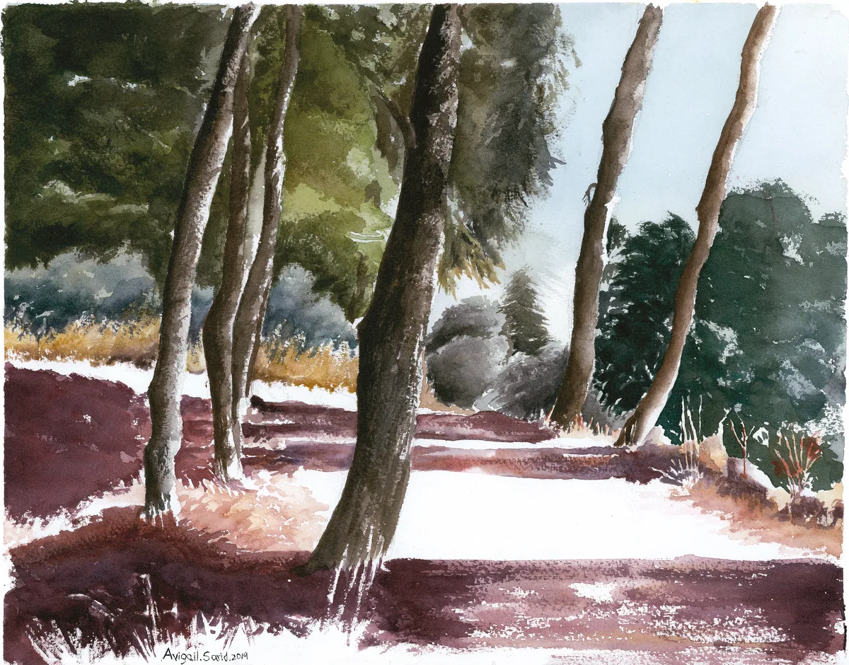 Jerusalem sunlight filtering through the trees of Nayot Forest.
