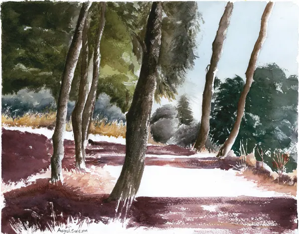 Jerusalem sunlight filtering through the trees of Nayot Forest.
